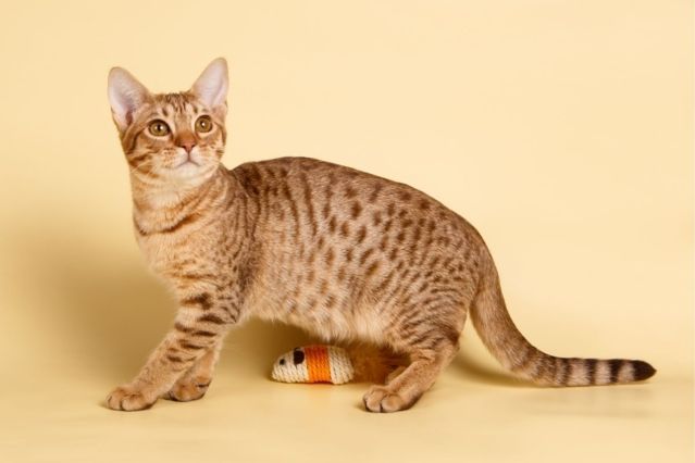 Oleksandr Volchanskyi_Portrait_Ocicat.jpg